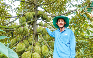 'Nữ hoàng' trái cây và giá trị xuất khẩu tỷ USD