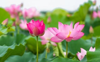 Đại biểu Quốc hội đề nghị quy định cơ quan có thẩm quyền phê duyệt quốc hoa, các chuyên gia nói gì?