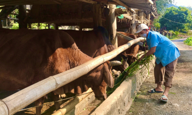 Nông thôn tây Bắc: Phát triển chăn nuôi đại gia súc