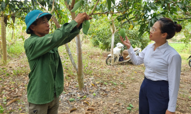 Sử dụng vốn vay Agribank Mường La hiệu quả, người dân có thu nhập khá