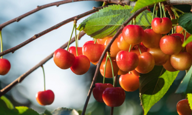 Cherry vàng gây sốt chợ mạng