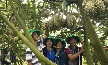 Phân bón Phú Mỹ: Bí quyết cho cây dưa và sầu riêng ở miền Trung - Tây Nguyên những mùa bội thu