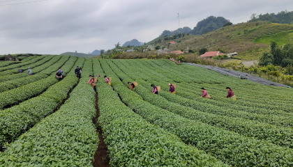 Đặc sản trà Matcha Chiềng Đi nức lòng người tiêu dùng