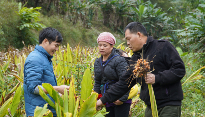 Cực phẩm nghệ organic của Bắc Kạn 'đi tây'