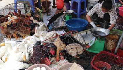 Bảo đảm an toàn sản phẩm thịt tại Hà Nội: 
Tăng cơ sở giết mổ tập trung, siết điểm nhỏ lẻ 