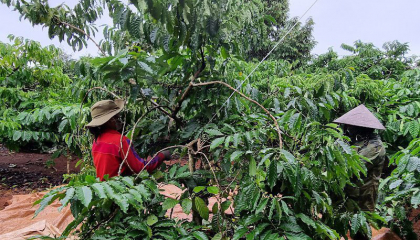 Vì sao giá cà phê tăng mạnh mà nông dân Tây Nguyên vẫn lỗ 'sặc gạch' (Bài 1): 'Ngậm bồ hòn làm ngọt'