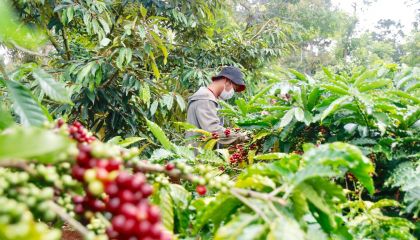 Giá cà phê tăng mạnh mà nông dân Tây Nguyên vẫn lỗ 'sặc gạch' (Bài 2): Vì sao 'Phú quý giật lùi'?