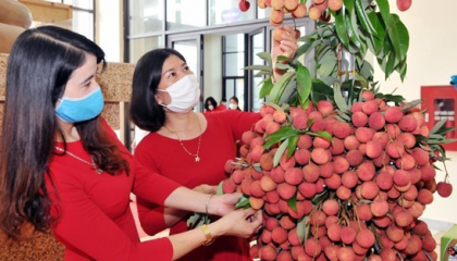 Muốn mang vải thiều vào Nam, doanh nghiệp bán lẻ than chi phí logistics đi ngược thế giới