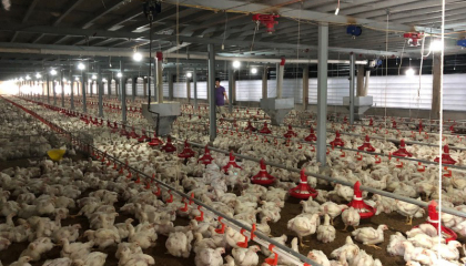 “Giải phóng” đàn gia cầm 60 triệu con: Kích hoạt ngay các cơ sở giết mổ
