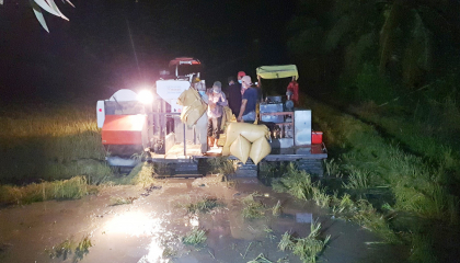 Cà Mau: Trắng đêm thu hoạch lúa hè thu né thời tiết xấu