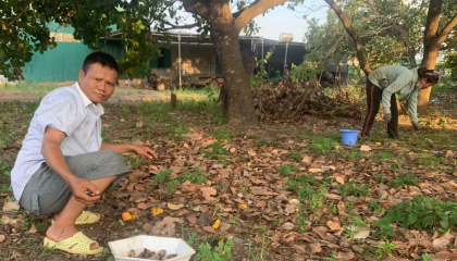 Nhìn vườn điều buồn thảm, nông dân Tây Nguyên nhặt nhạnh bán cho hay thế thôi chứ lời lãi gì đâu