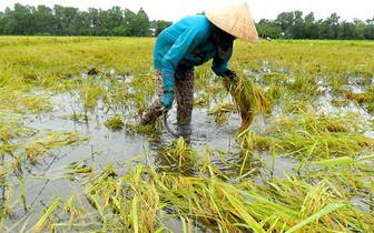 Mưa lớn cuốn phăng hàng tấn cá tầm, cá hồi Sapa trong đợt nghỉ lễ