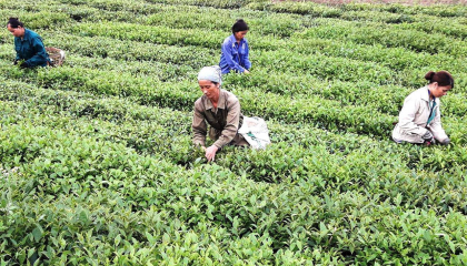 Trồng chè organic giúp nhà nông “lên hương”