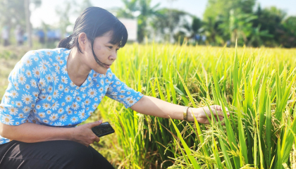 Việt Nam trồng lúa giảm phát thải CO2e đầu tiên trên thế giới: WB đồng hành với đề án 1 triệu ha lúa (Bài 4)