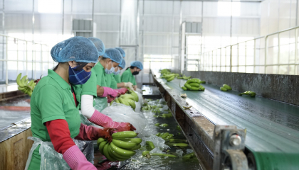 Đại hội đồng cổ đông thường niên 2023 HNG: Thực hiện sản xuất nông nghiệp quy mô lớn, dự kiến thu 1.282 tỷ đồng