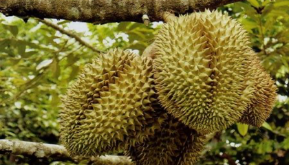 Giá sầu riêng ngày 24/9: Sầu Thái giá mua-bán bất ngờ lao dốc mạnh