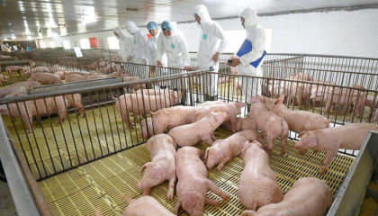 Dabaco báo lãi quý III cao nhất 5 quý nhờ giá lợn hơi tăng mạnh