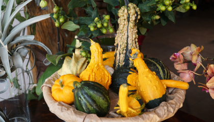 Những giỏ bí ngô 'cực chất' giá hàng triệu đồng đang 'làm mưa làm gió' dịp Halloween