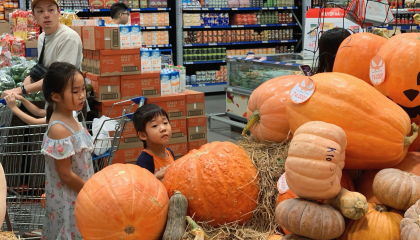 Bí ngô khổng lồ dịp Halloween hết sạch, nhiều nơi không còn hàng để bán