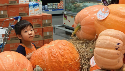 Bí ngô khổng lồ 'cháy hàng' khi Halloween cận kề
