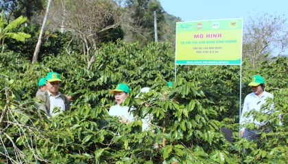 Hiệu quả từ mô hình canh tác cà phê thông minh ở Sơn La