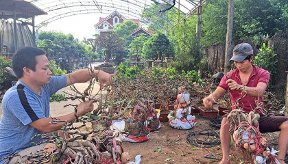 Cả làng ở Nam Định trồng cây cảnh đang hot, lên chậu bonsai mà giàu, có nhà cầm về hàng tỷ/năm