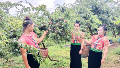 Yên Châu: Phát triển sản phẩm OCOP góp phần xây dựng nông thôn mới