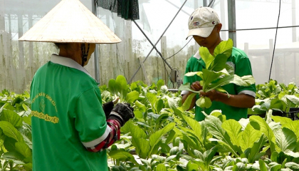 HTX nông nghiệp có nhiều lựa chọn để đầu tư công nghệ cao khi chưa có chính sách hỗ trợ riêng