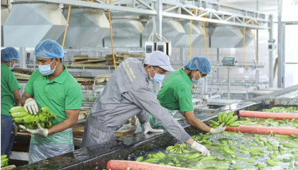 Chốt ngày hủy niêm yết cổ phiếu HNG của Công ty CP Nông nghiệp Hoàng Anh Gia Lai (HAGL Agrico)