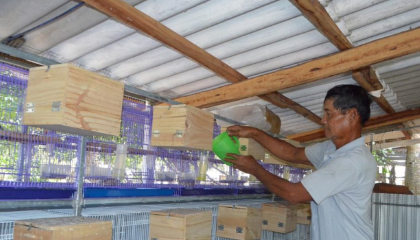 Nuôi thành công loài chim vốn xưa kia là chim hoang dã trong rừng, một nông dân Bạc Liêu bán 4-5 triệu/cặp