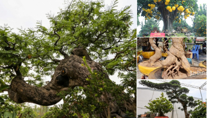 Cây cảnh bonsai cổ thụ - đẳng cấp Tết Ất Tỵ chơi sang không dành cho số đông!
