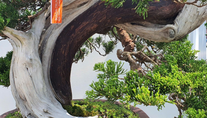 Các cây bonsai cổ thụ hình thù kỳ lạ ở Hội hoa xuân Nha Trang–Khánh Hòa