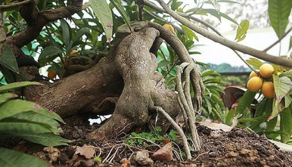 Loại cây ăn quả vừa lạ vừa quen, 'bế' lên chậu thành cây bonsai hot, phát giá tới 5 tỷ/cây