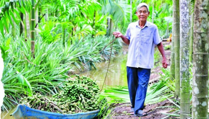 Tỷ phú Kiên Giang, một người trồng lúa trên cánh đồng 500ha không dấu chân, người kia có vườn 3 tầng cây trái