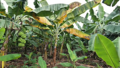 Giải pháp hiệu quả đẩy lùi tuyến trùng và nấm Fusarium sp. trên cây trồng