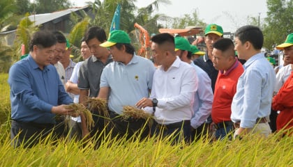 Thay đổi các tập quán lâu đời khi trồng lúa, nông dân ĐBSCL có lãi tốt hơn, giảm phát thải khí nhà kính