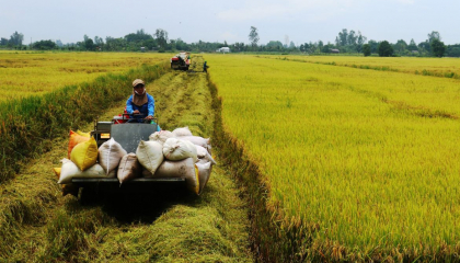 Giá gạo giảm mạnh, NHNN chỉ đạo 'khẩn' về cho vay phục vụ sản xuất, chế biến,... gạo khu vực ĐBSCL