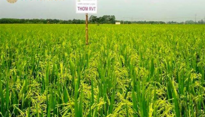 The Pan Group góp giải pháp phát triển bền vững tại Hội thảo quốc tế của  FAO & USAID