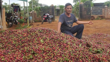Giá cà phê lao dốc, nông dân Tây Nguyên đau xót mất hàng nghìn tỷ