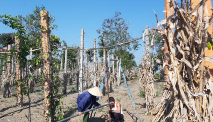 Nông dân Tây Nguyên ăn tết tại vườn, hi vọng giá nông sản phục hồi