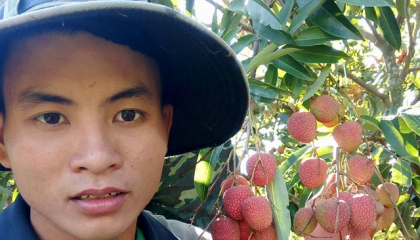 Vải thiều sớm được giá, nông dân Tây Nguyên thu lãi 'khủng'