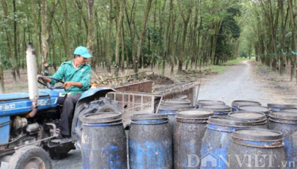 VRG công bố kế hoạch 20.000ha rừng được cấp chứng chỉ rừng bền vững