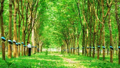 VRG đã trồng được 90.000ha cao su tại Campuchia