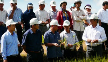 Nông dân Tây Nguyên phấn khởi vì lúa Đài thơm 8 được mùa