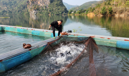 Lai Châu: Nông dân Than Uyên khấm khá từ nghề nuôi cá lồng trên lòng hồ thủy điện