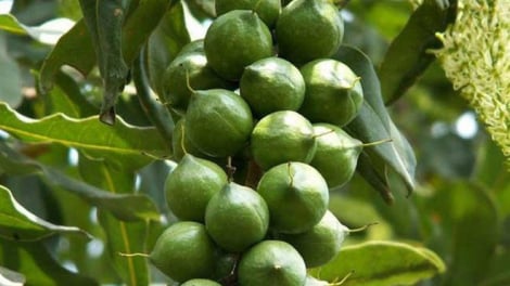 Đầu tư phân bón là mấu chốt quyết định năng suất của cây Mắc-ca 
