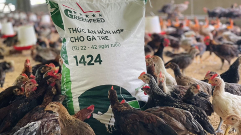 Thức ăn chăn nuôi GREENFEED: Đổi mới không ngừng để hướng tới hiệu quả bền vững