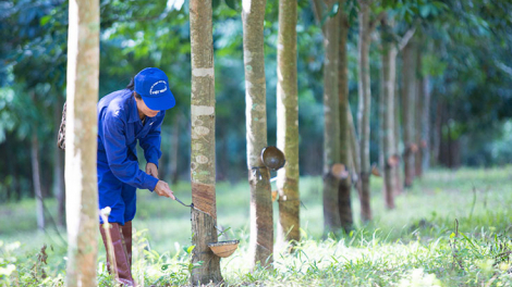 Việt Trung Quảng Bình (VTQ) bị phạt 60 triệu đồng