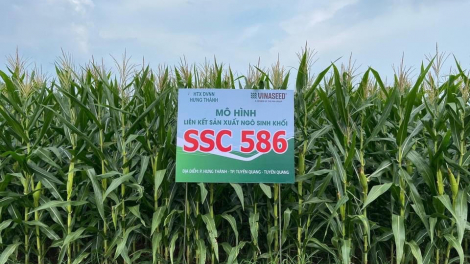 Giống ngô sinh khối SSC 586 có gì đặc biệt mà nông dân Tuyên Quang quyết mở rộng diện tích