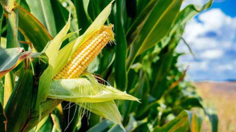 Kenya chính thức dỡ bỏ lệnh cấm đối với cây trồng biến đổi gen sau 10 năm